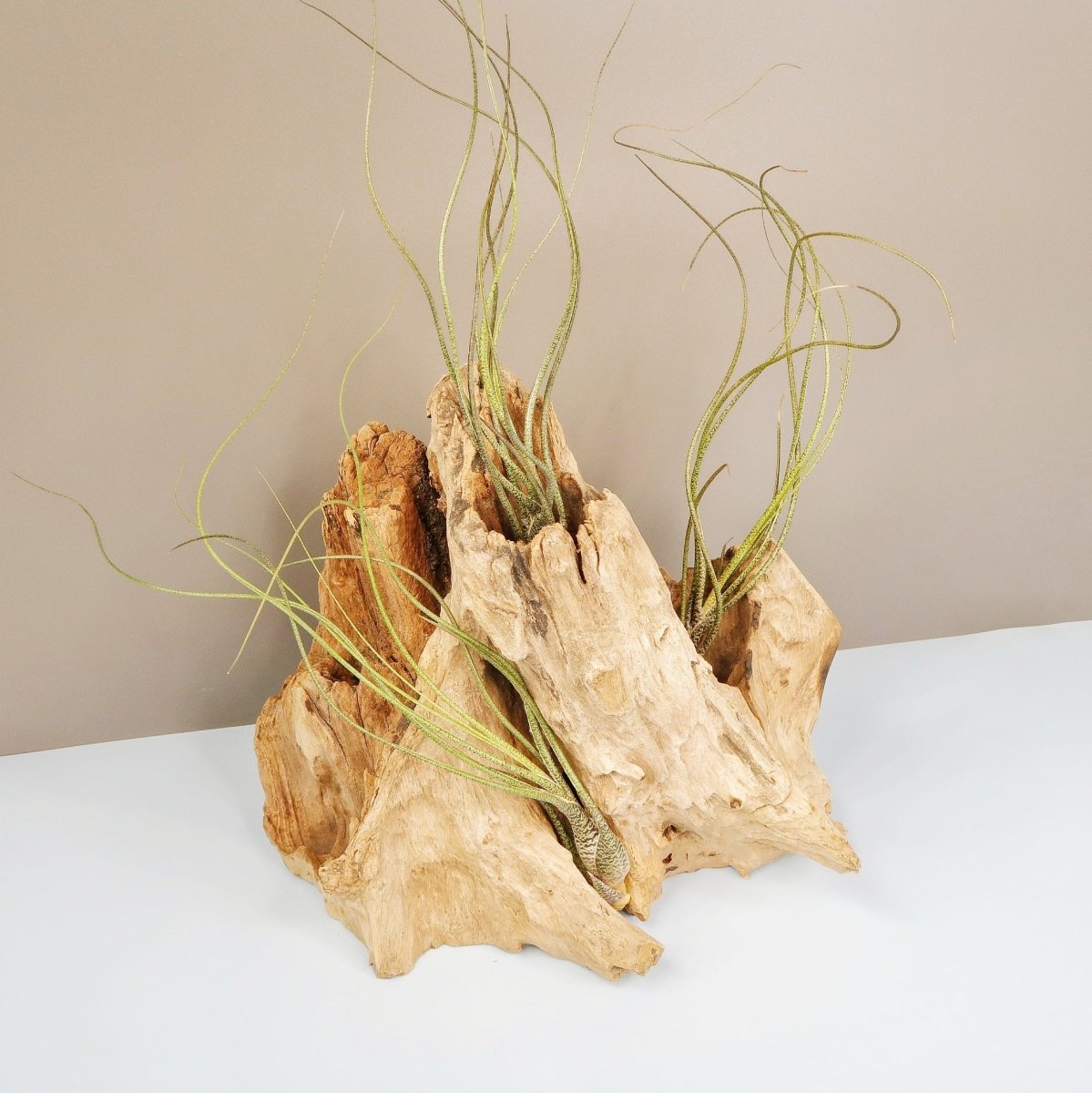 Tillandsia Butzii, Variante Groß