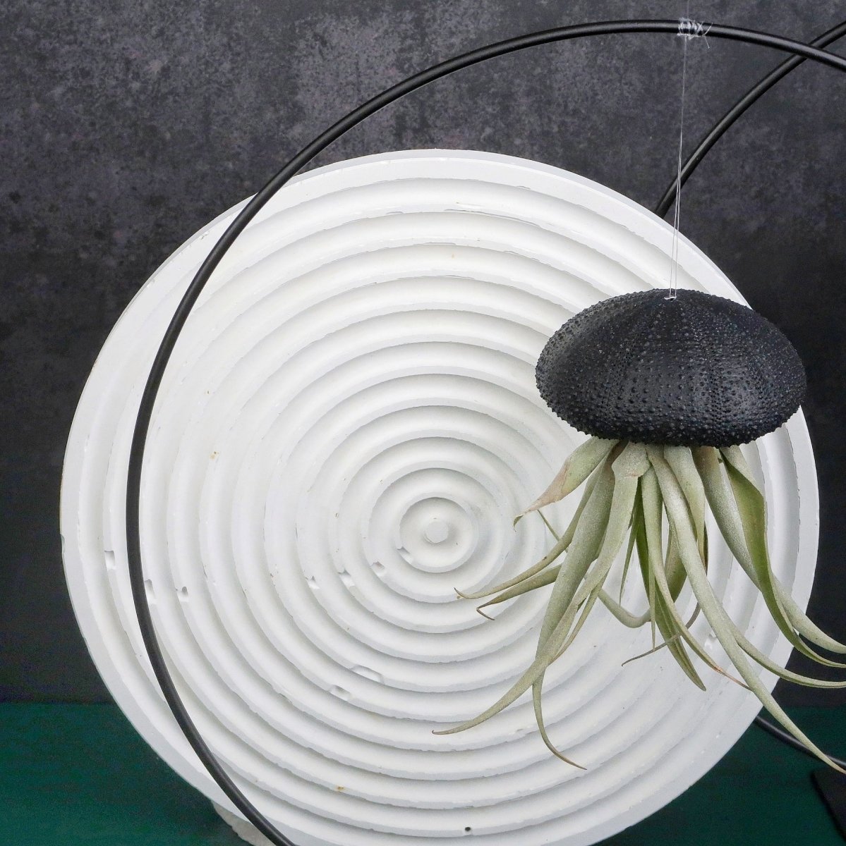 Tillandsia Capitata Black mit langen, spitzen Blättern