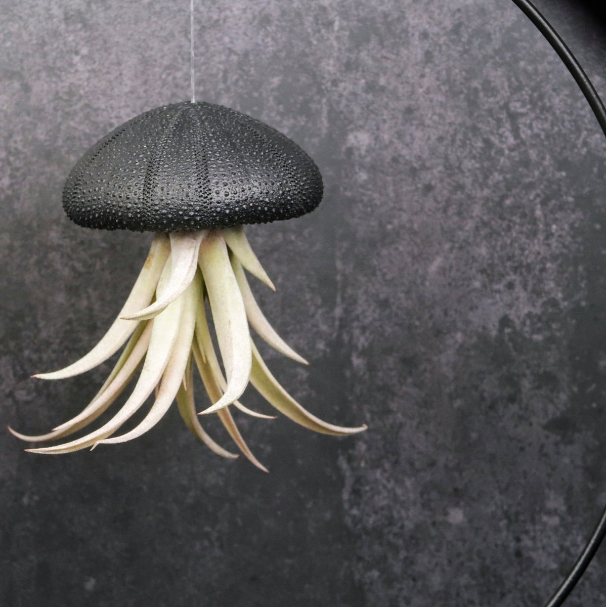 Tillandsia Capitata Black an transparentem Nylonfaden