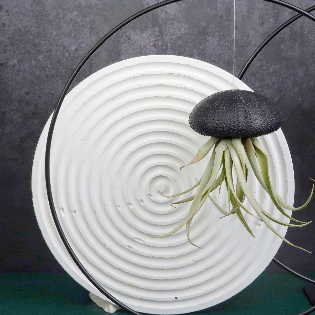 Tillandsia Capitata Black für Einsteiger geeignet
