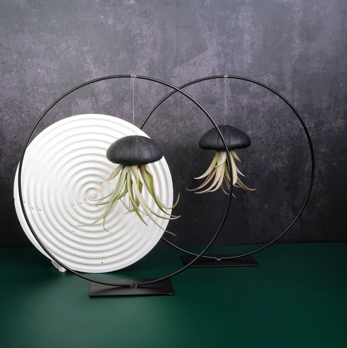 Tillandsia Capitata Black – hängende Luftpflanze – potflourri