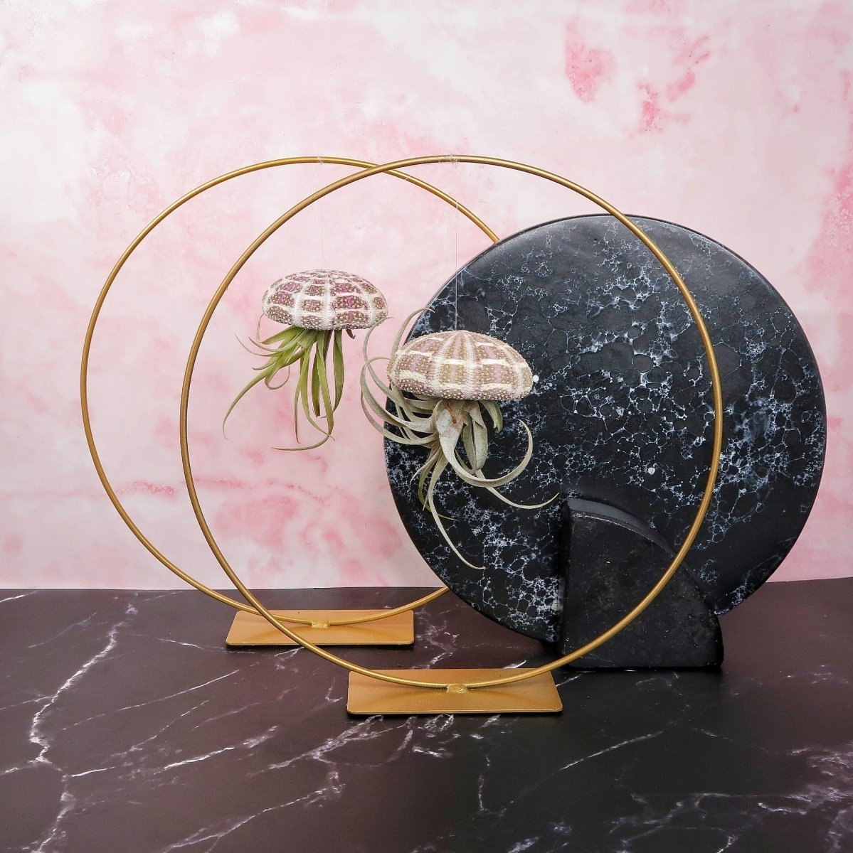 Tillandsia Capitata Natur – hängende Luftpflanze – potflourri