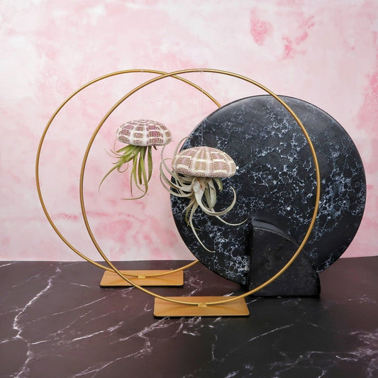 Tillandsia Capitata Natur – hängende Luftpflanze – potflourri