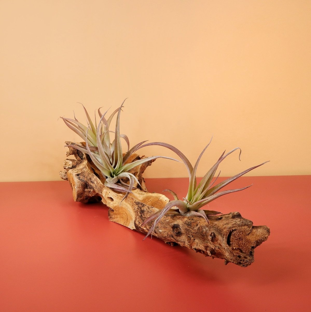 Tillandsia Capitata Peach – Luftpflanze mit rosa Blättern – potflourri
