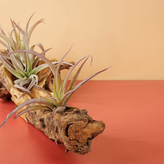 Tillandsia Capitata Peach – Luftpflanze mit rosa Blättern – potflourri
