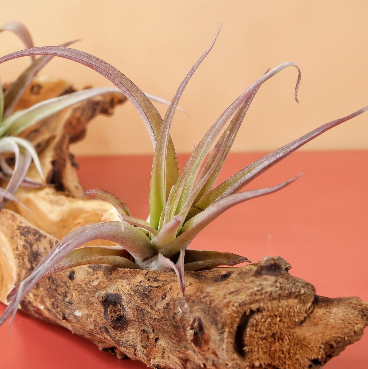 Tillandsia Capitata Peach, Variante Normal