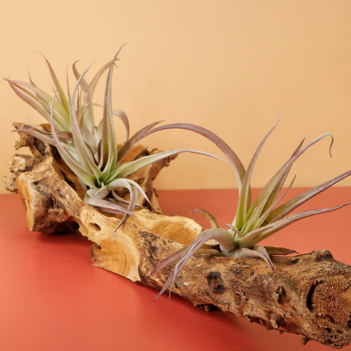 Tillandsia Capitata Peach – spitze Triebe