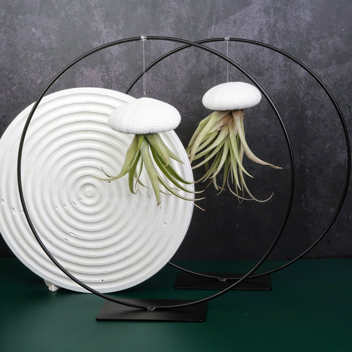 Tillandsia Capitata White für Einsteiger geeignet