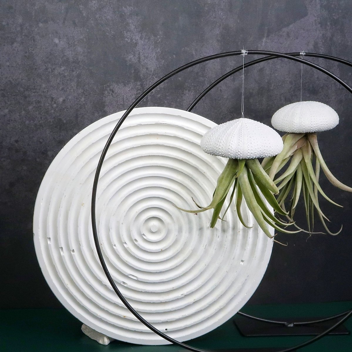 Tillandsia Capitata White mit langen, spitzen Blättern