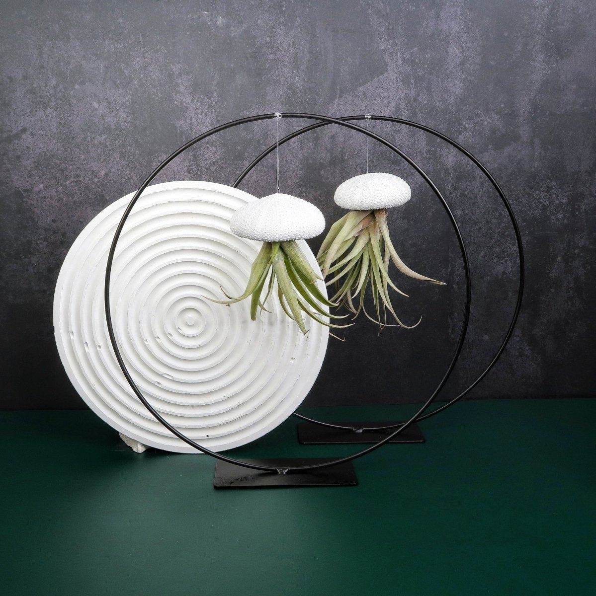 Tillandsia Capitata White – hängende Luftpflanze – potflourri