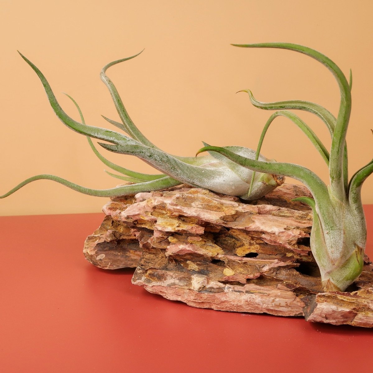 Tillandsia Caput Medusae mit violetter Blüte