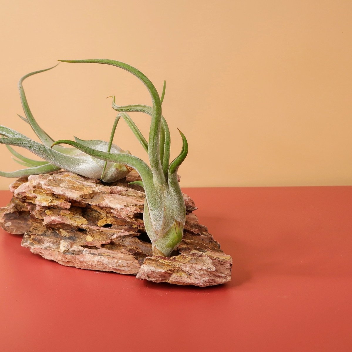 Tillandsia Caput Medusae – hängend oder liegend