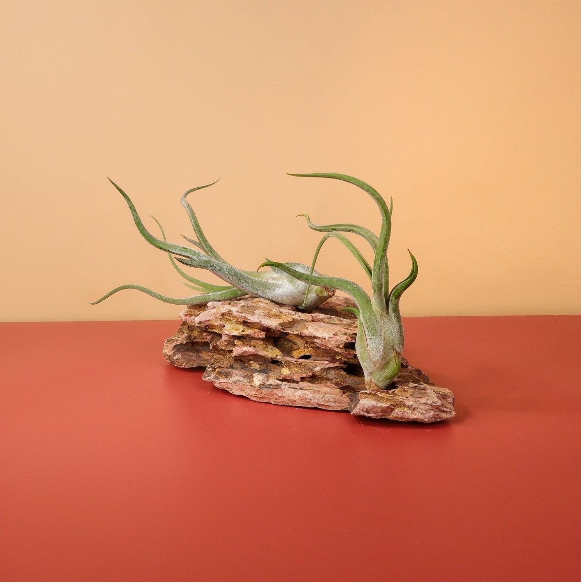 Tillandsia Caput Medusae – Luftpflanze mit Medusenlocken-Optik – potflourri