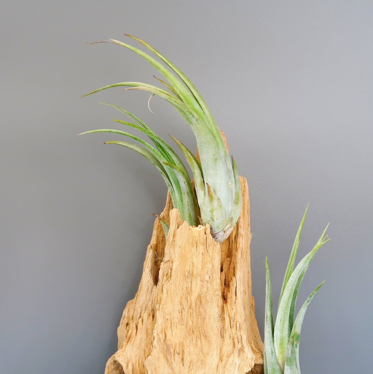 Tillandsia Circinata mit pink-lilafarbener Blüte