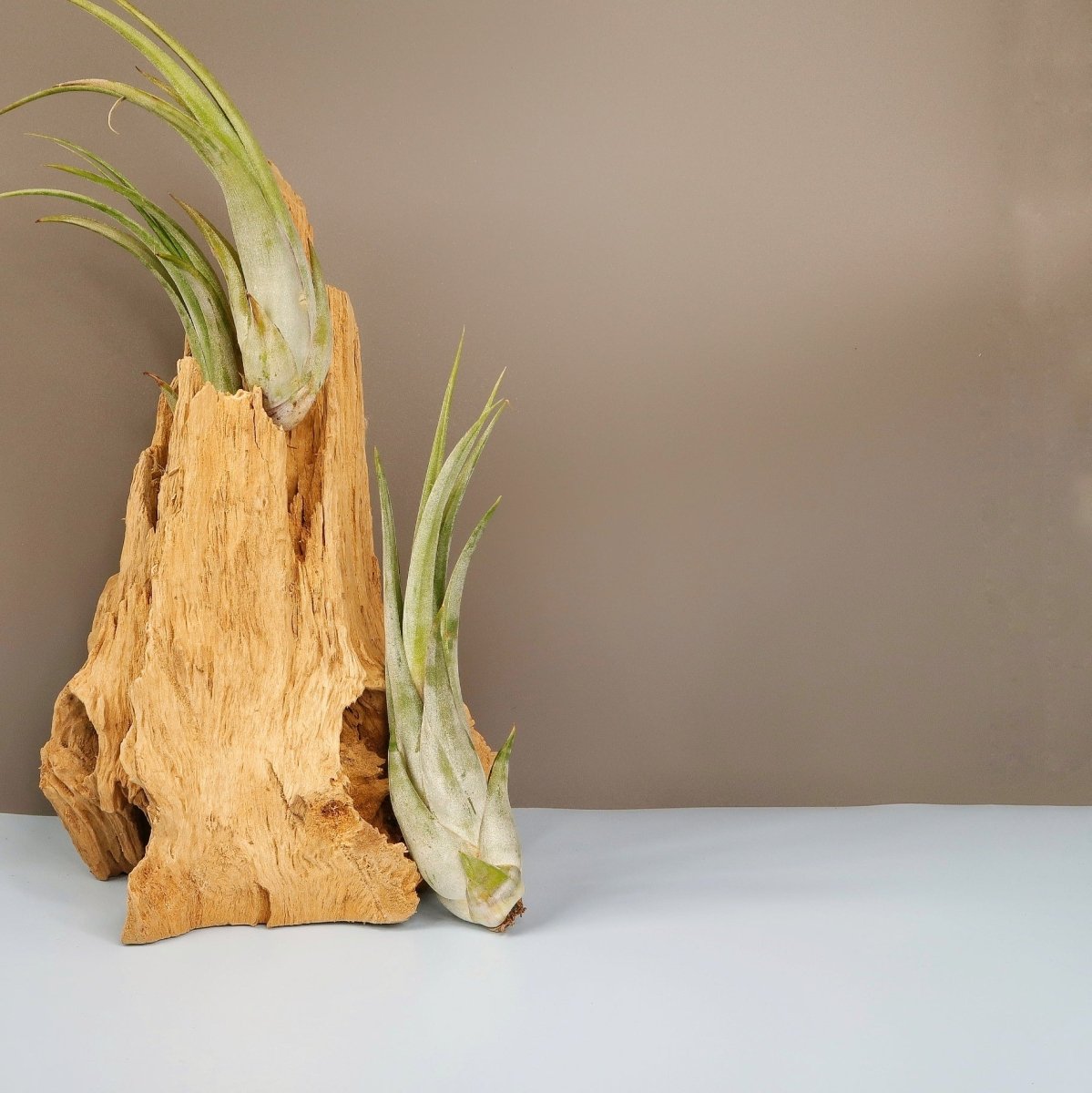 Tillandsia Circinata – Tillandsia paucifolia mit bauchigem Blattgrund – potflourri