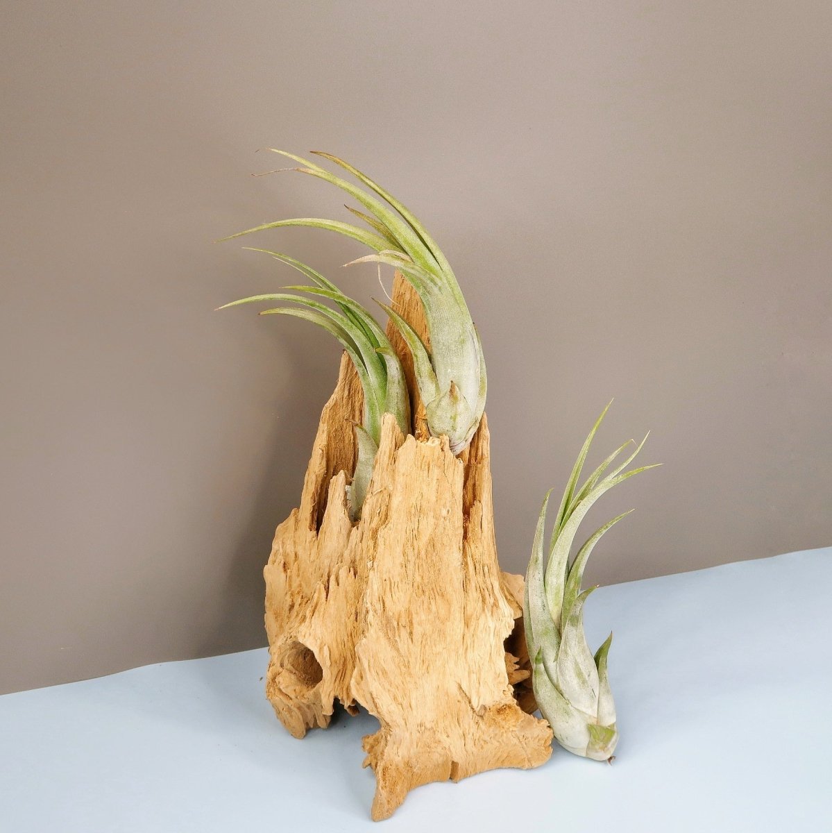 Tillandsia Circinata, pflegeleichte Trockentillandsie