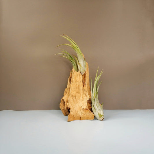 Tillandsia Circinata – Luftpflanze mit aschgrauen Blättern – potflourri