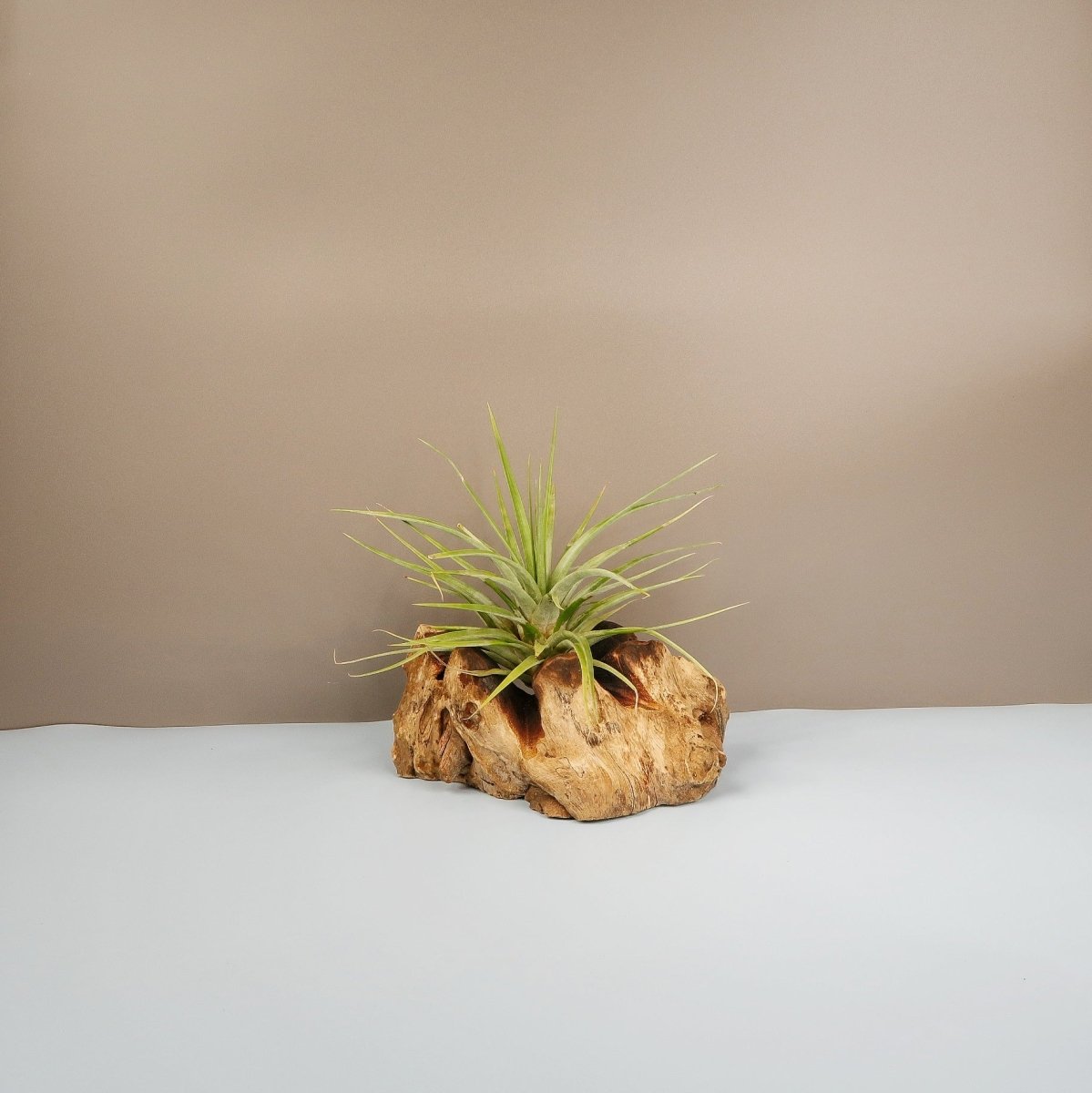 Tillandsia Concolor – Luftpflanze mit aschgrauen Blättern – potflourri
