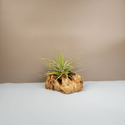 Tillandsia Concolor – Luftpflanze mit aschgrauen Blättern – potflourri