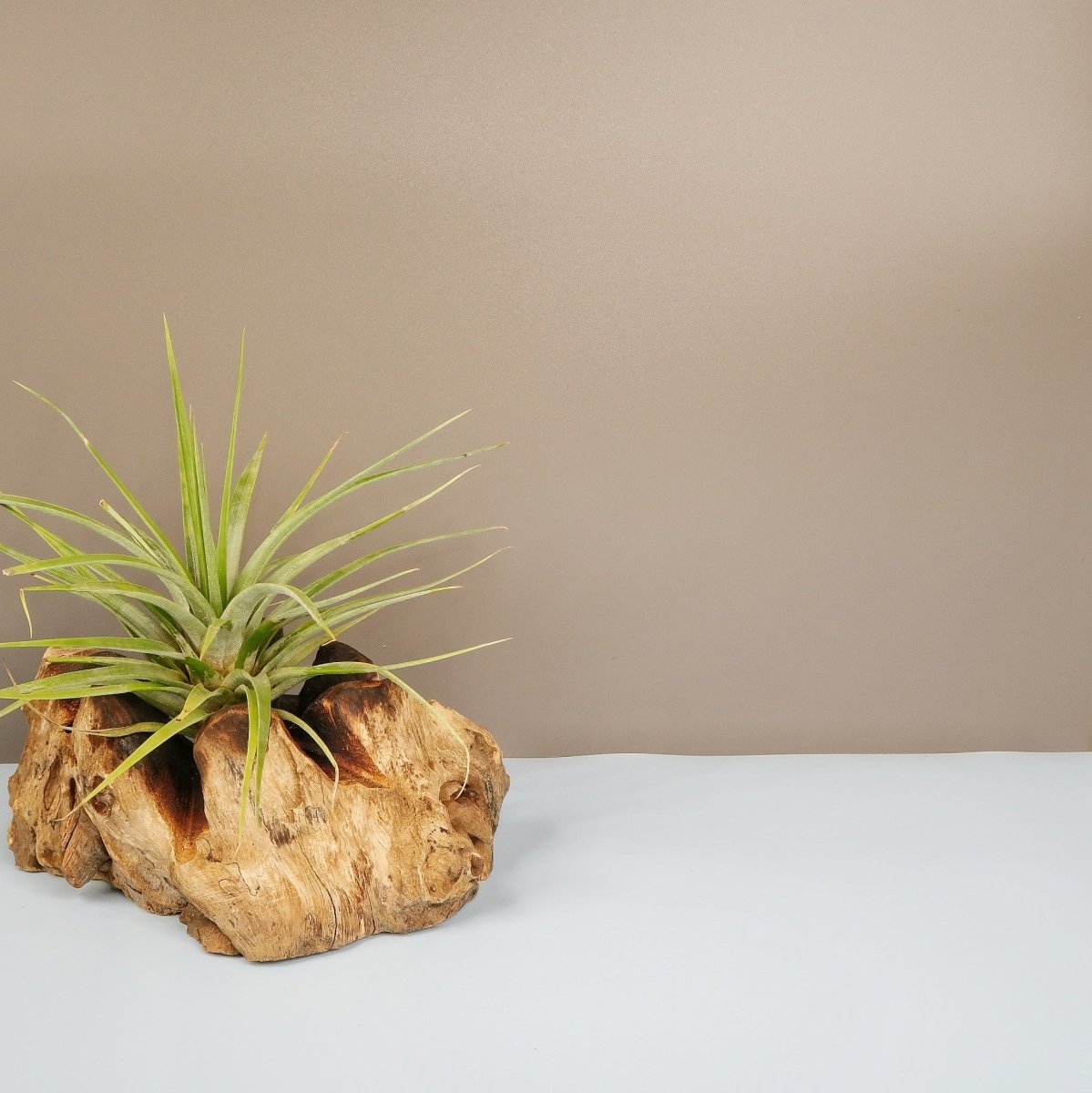 Tillandsia Concolor – liegend oder hängend