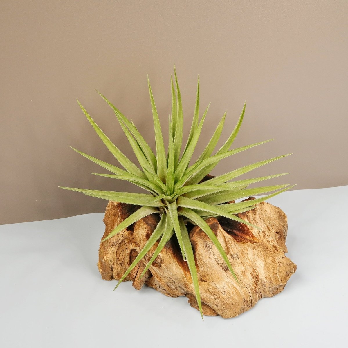 Tillandsia Concolor, robuste Wüstenpflanze