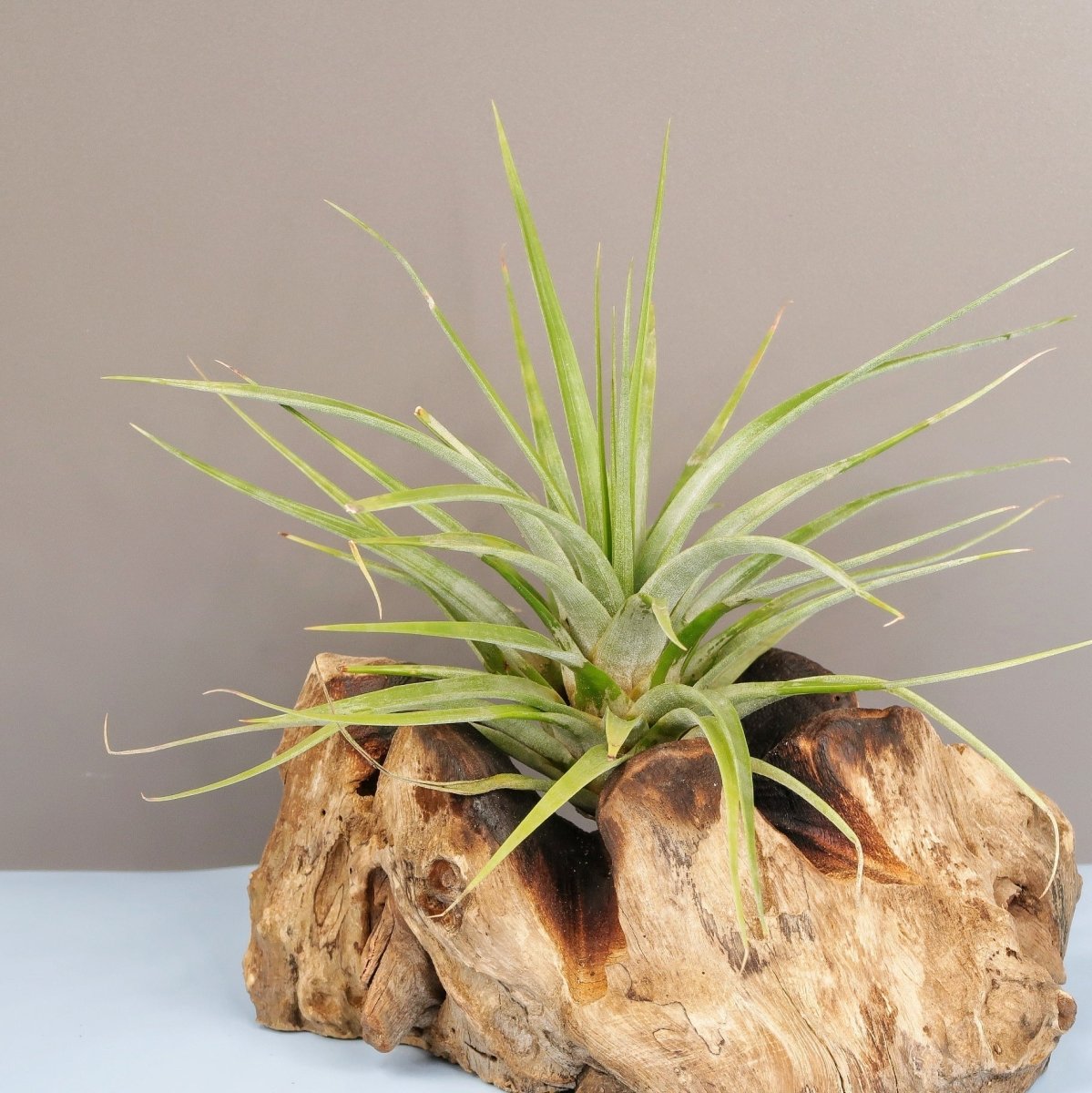 Tillandsia Concolor mit rötlicher Blüte