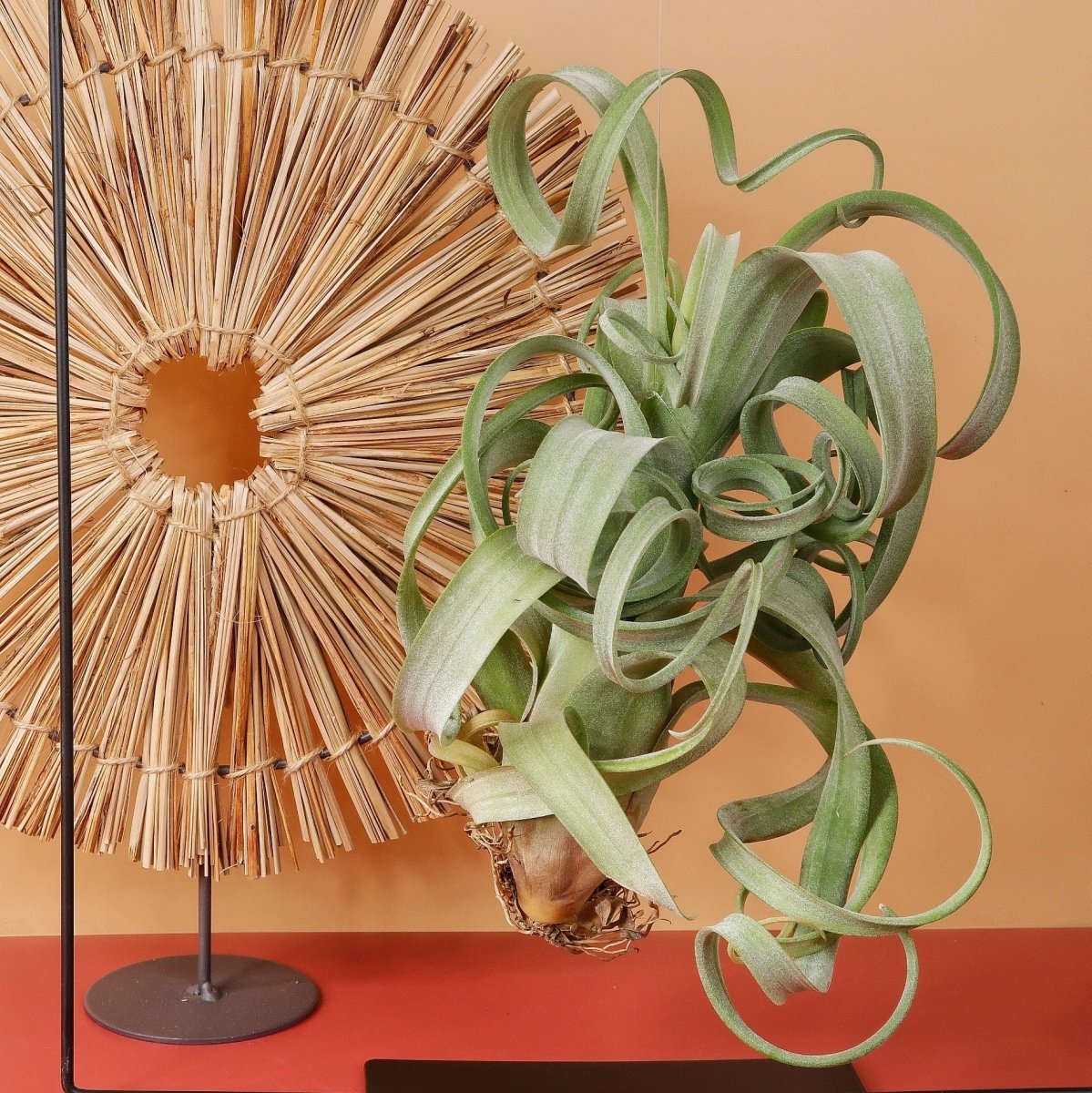 Tillandsia Curly Slim, spiralförmiger Wuchs
