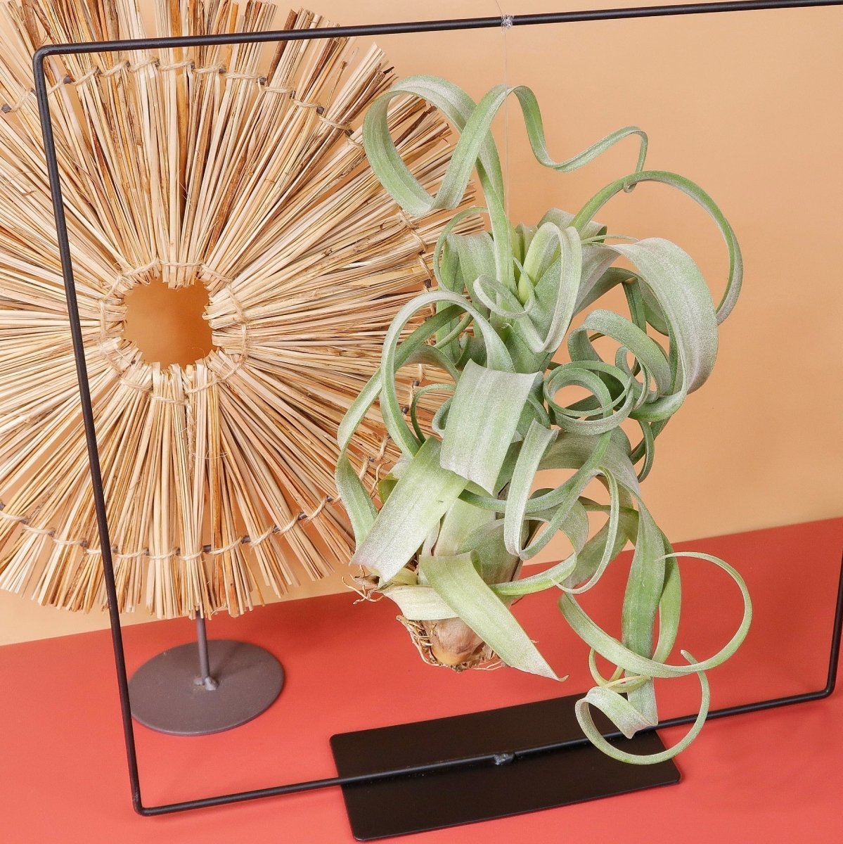 Tillandsia Curly Slim, außergewöhnliche Ästhetik