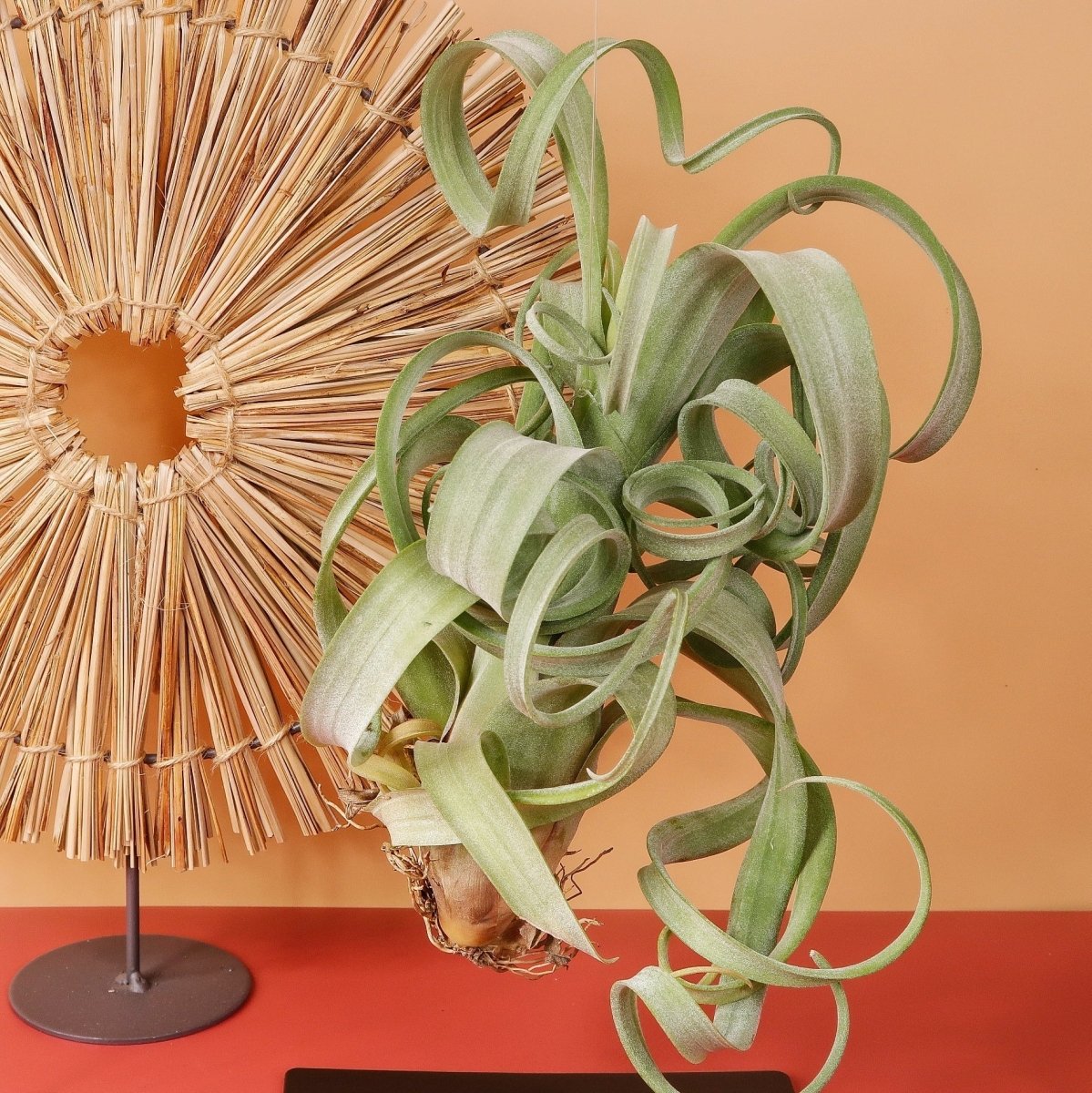 Tillandsia Curly Slim mit farbenfroher Blüte