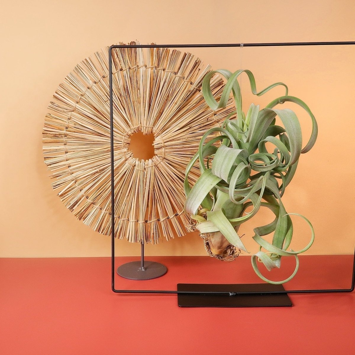Tillandsia Curly Slim – silbrige Patina
