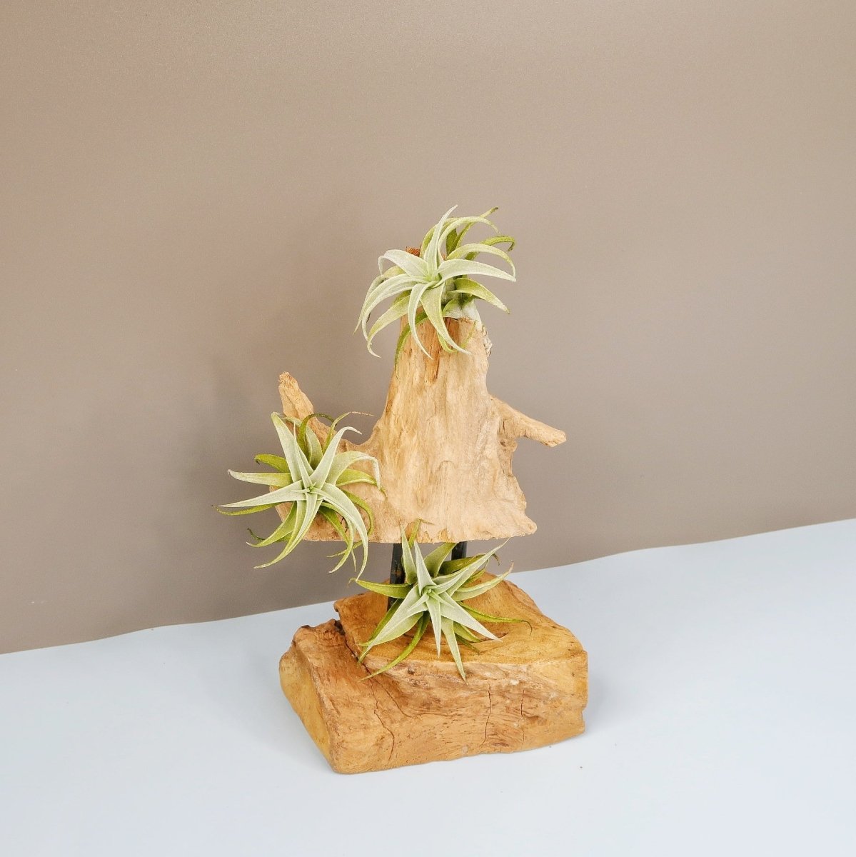 Tillandsia Edithae, robuste Wüstenpflanze
