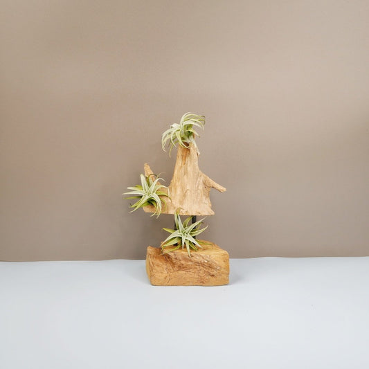 Tillandsia Edithae – Luftpflanze mit aschgrauen Blättern – potflourri