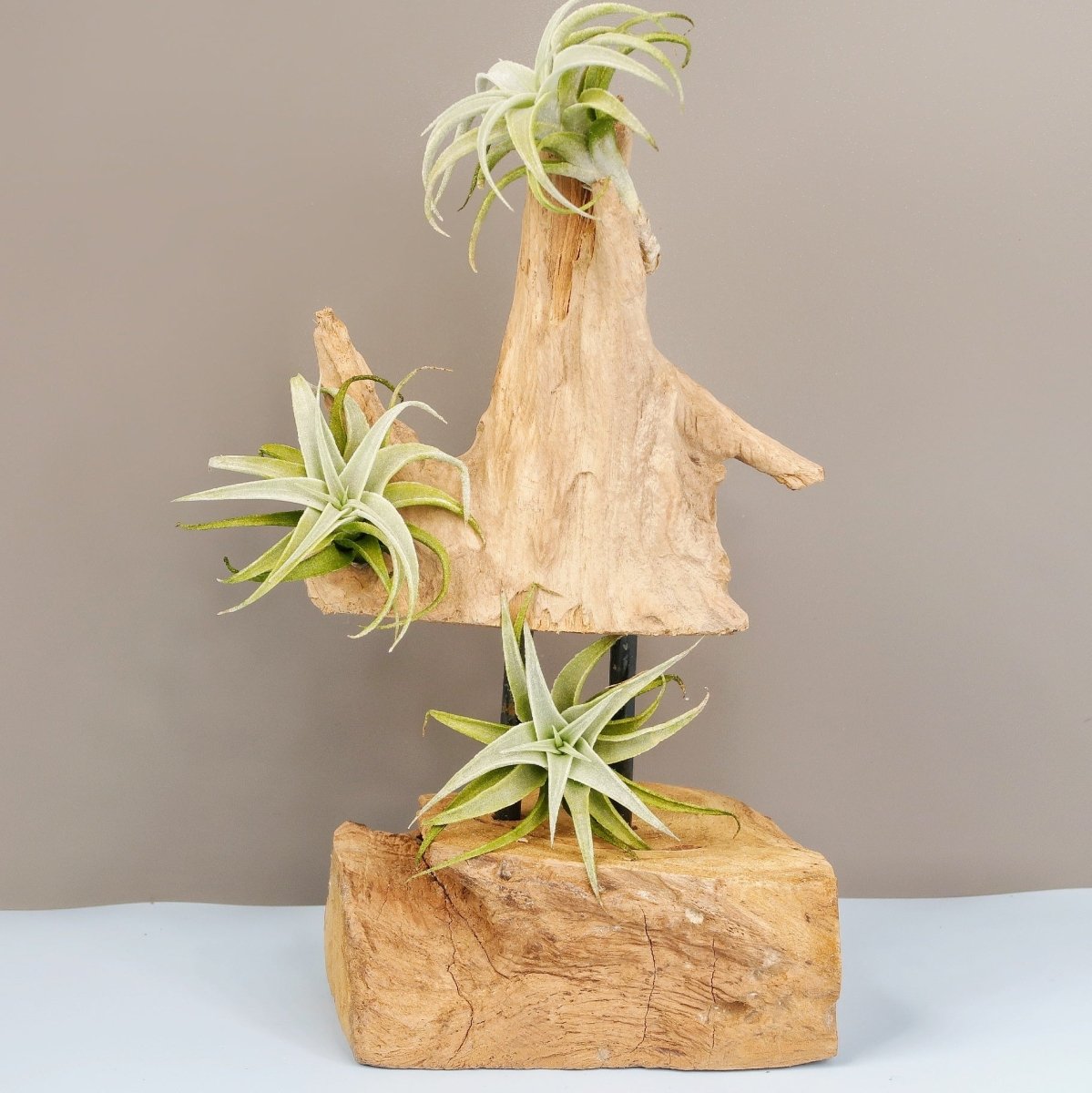 Tillandsia Edithae mit feuerroter, seltener Blüte