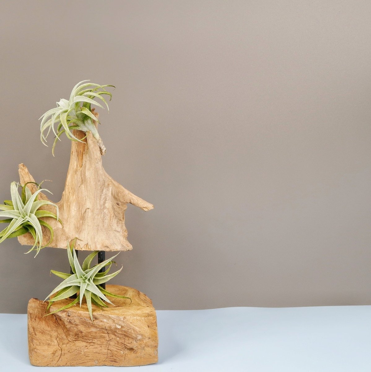 Tillandsia Edithae – liegend oder hängend
