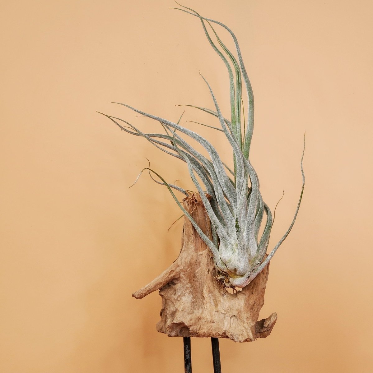 Tillandsia Ehlersiana mit violetter Blüte