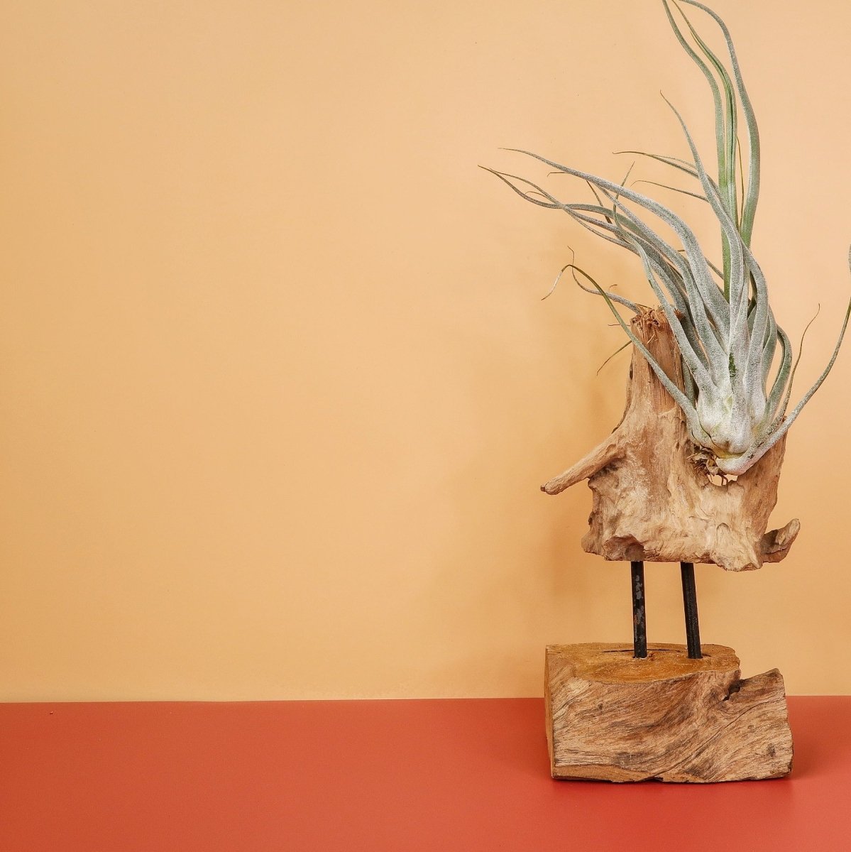 Tillandsia Ehlersiana, spitze Triebe in eine Richtung