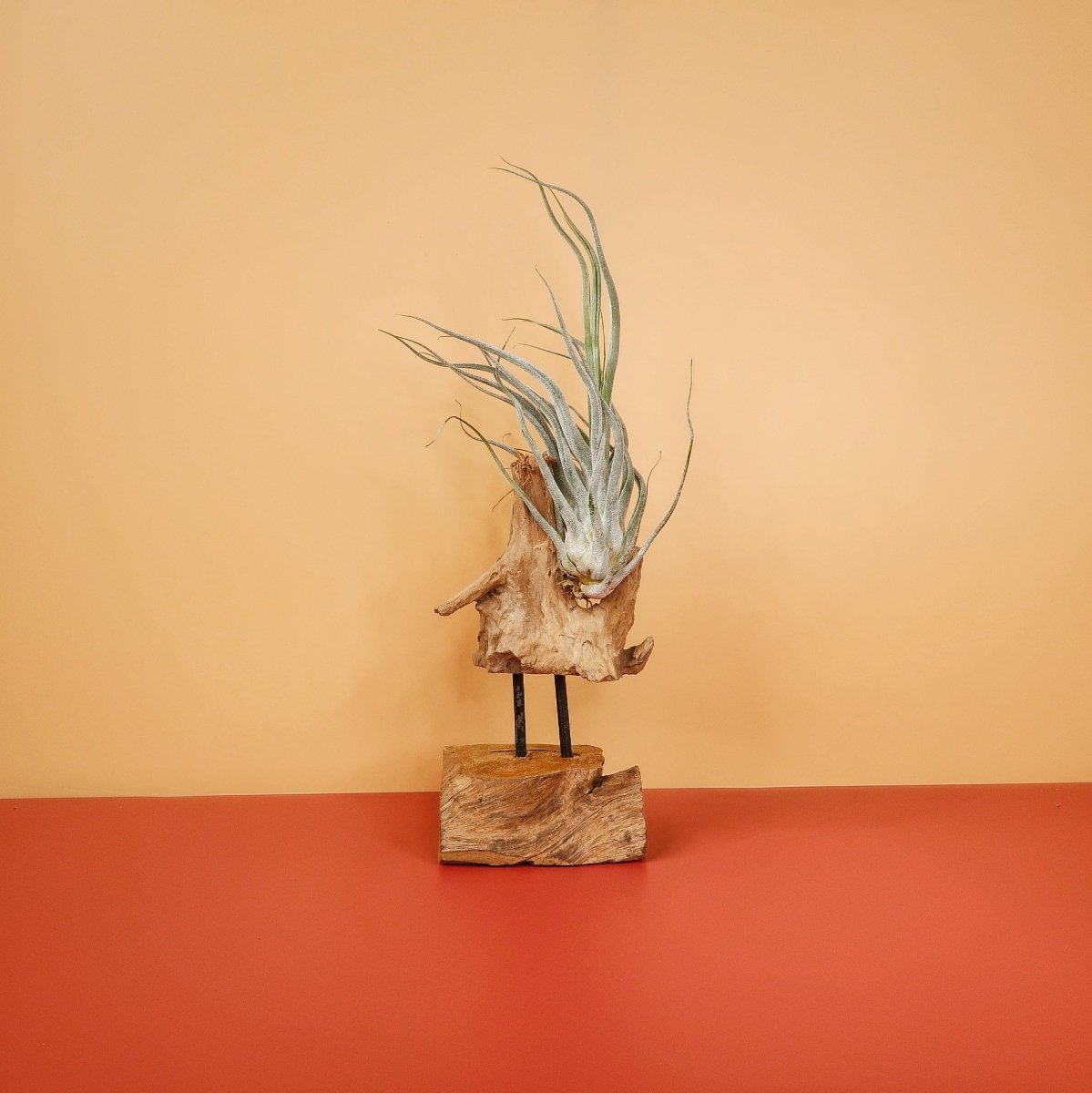 Tillandsia Ehlersiana – Luftpflanze mit aschgrauen Blättern – potflourri