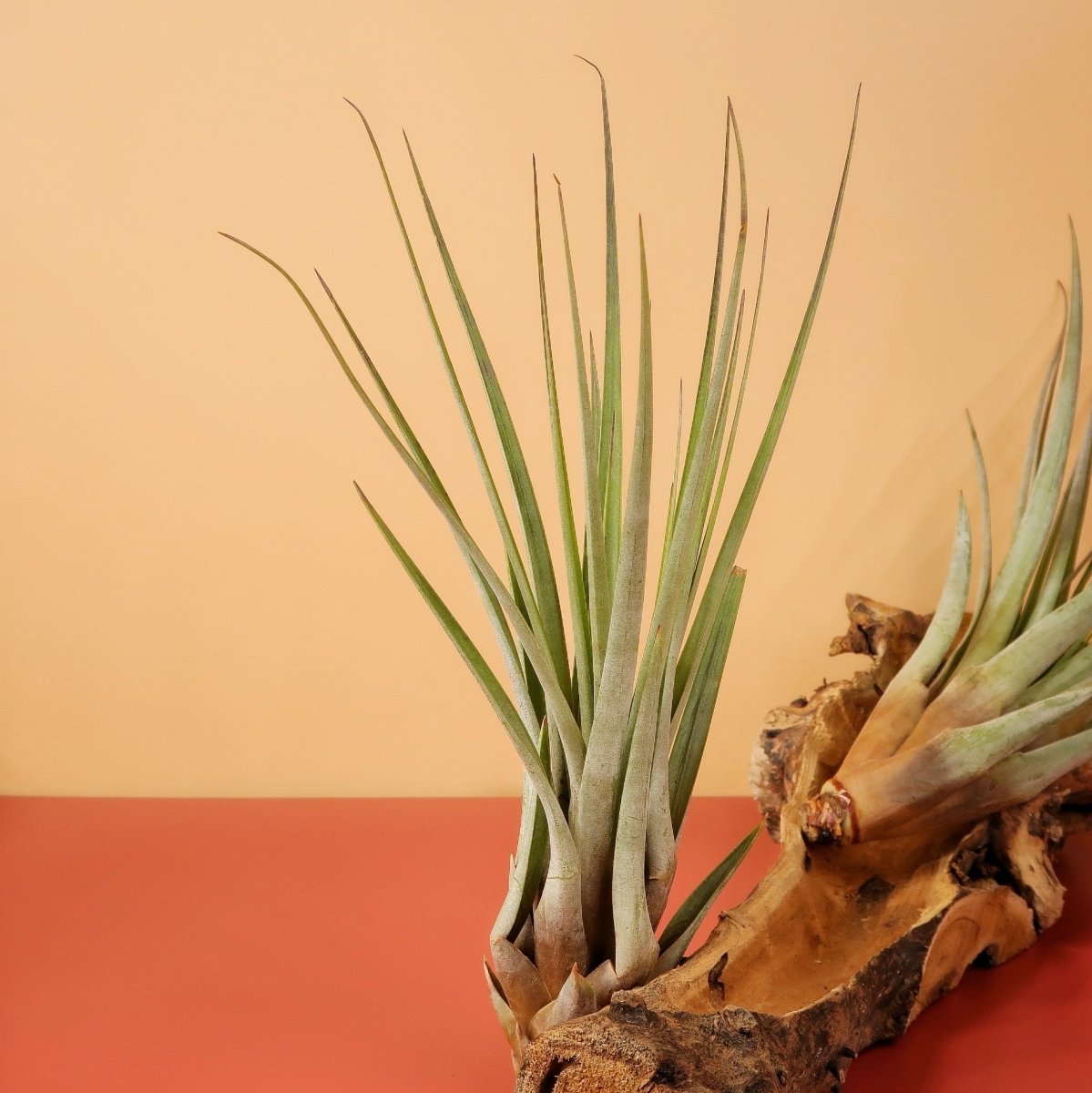 Tillandsia Fasciculata – spitze Triebe