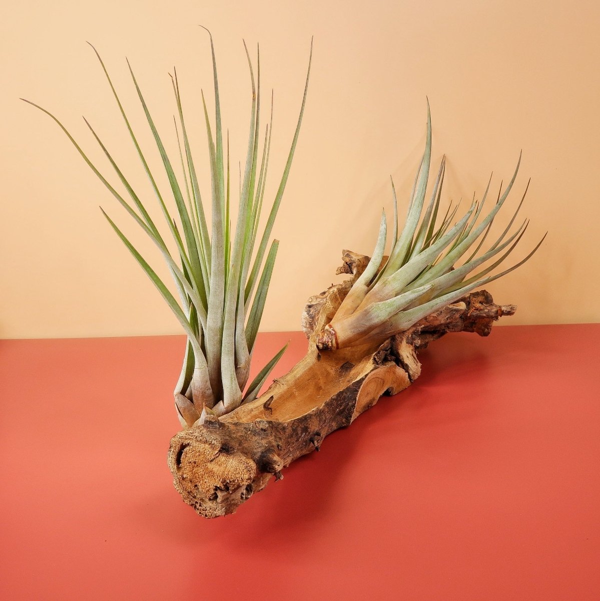 Tillandsia Fasciculata – Luftpflanze mit grün-grauen Blättern – potflourri