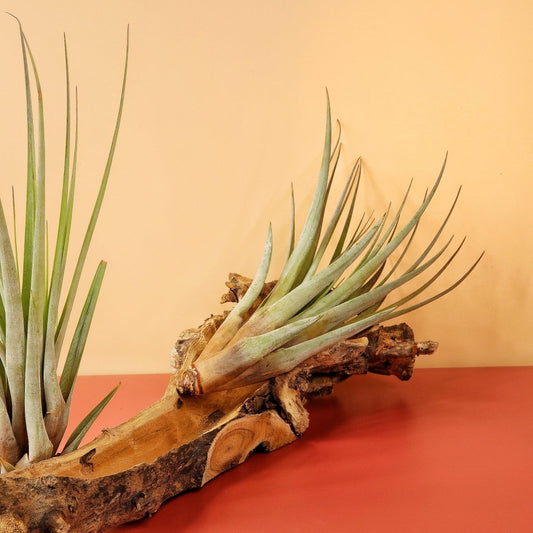 Tillandsia Fasciculata – Luftpflanze mit grün-grauen Blättern – potflourri