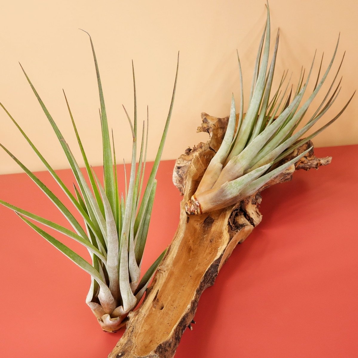 Tillandsia Fasciculata mit rosafarbener Blüte