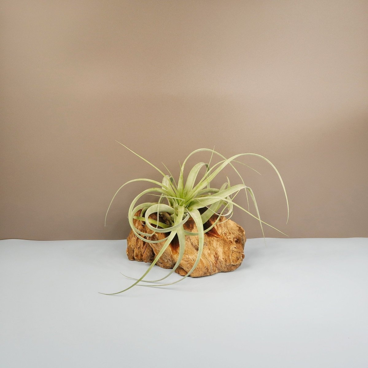 Tillandsia Firestorm – Luftpflanze mit grünen Blättern – potflourri