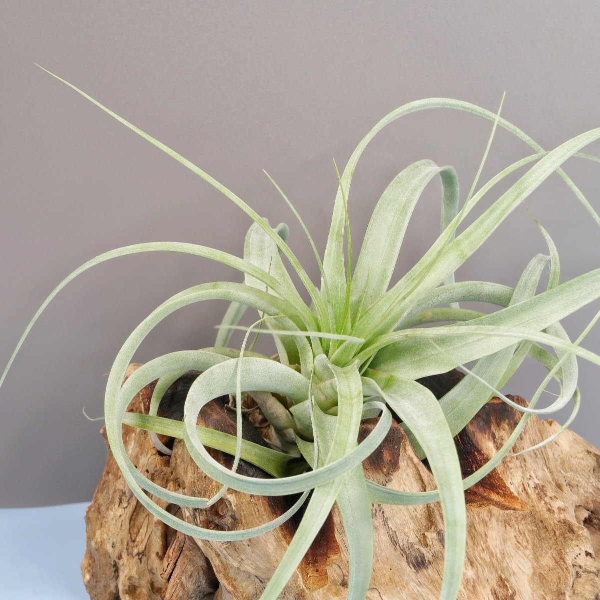 Tillandsia Firestorm mit violetter Blüte