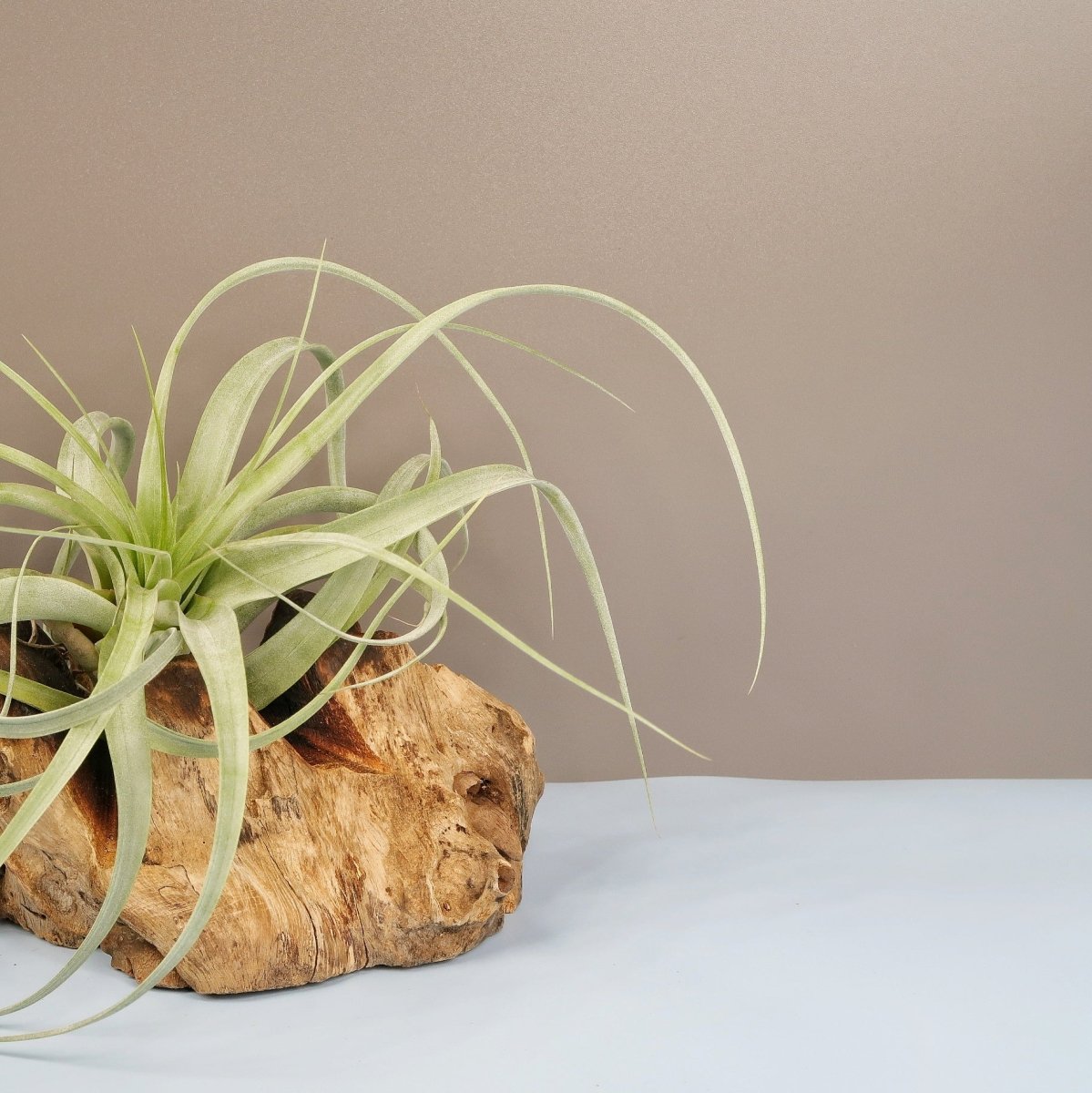 Tillandsia Firestorm – spitze Triebe in alle Richtungen