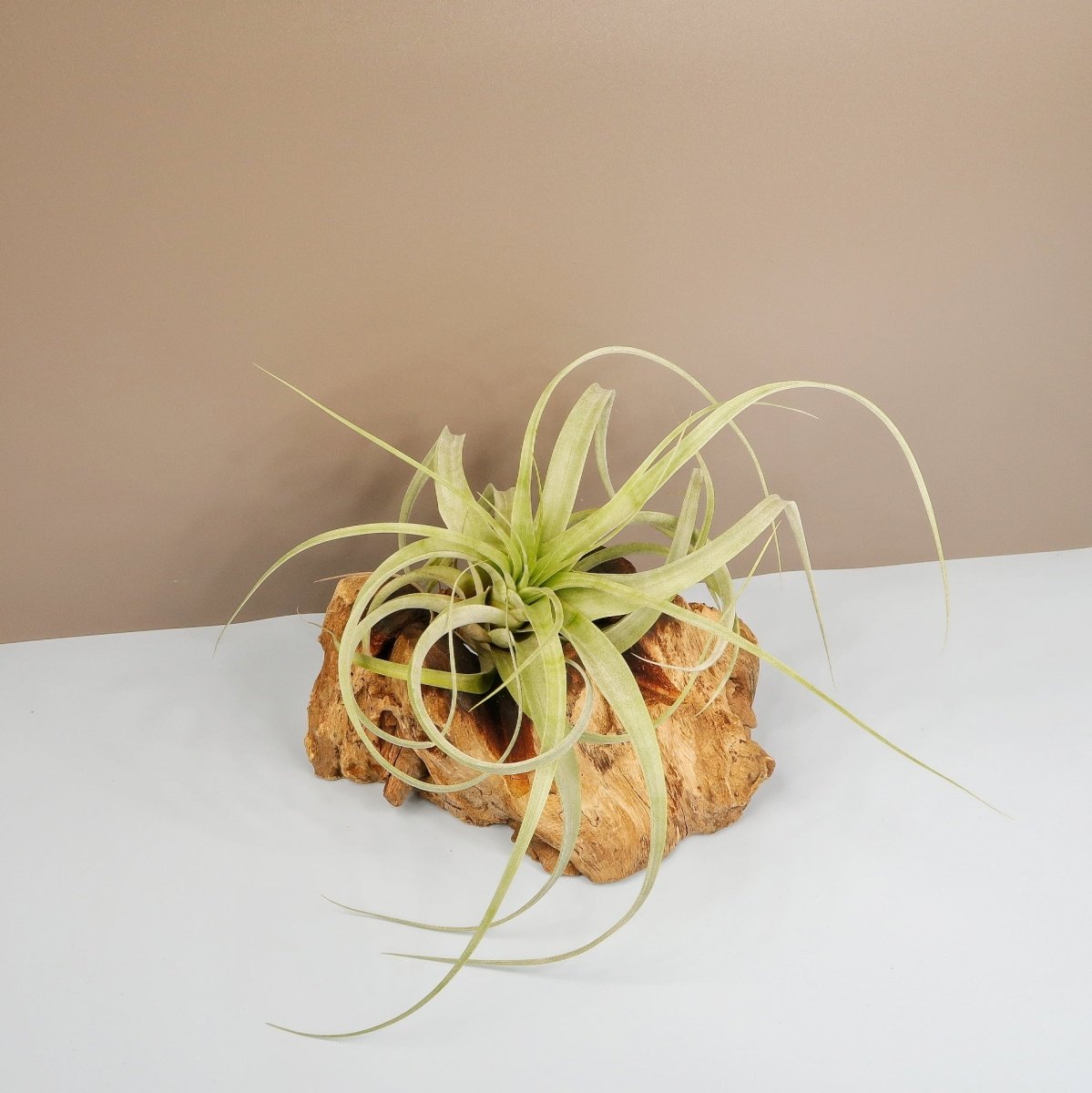 Tillandsia Firestorm, aus tropischen Regenwäldern