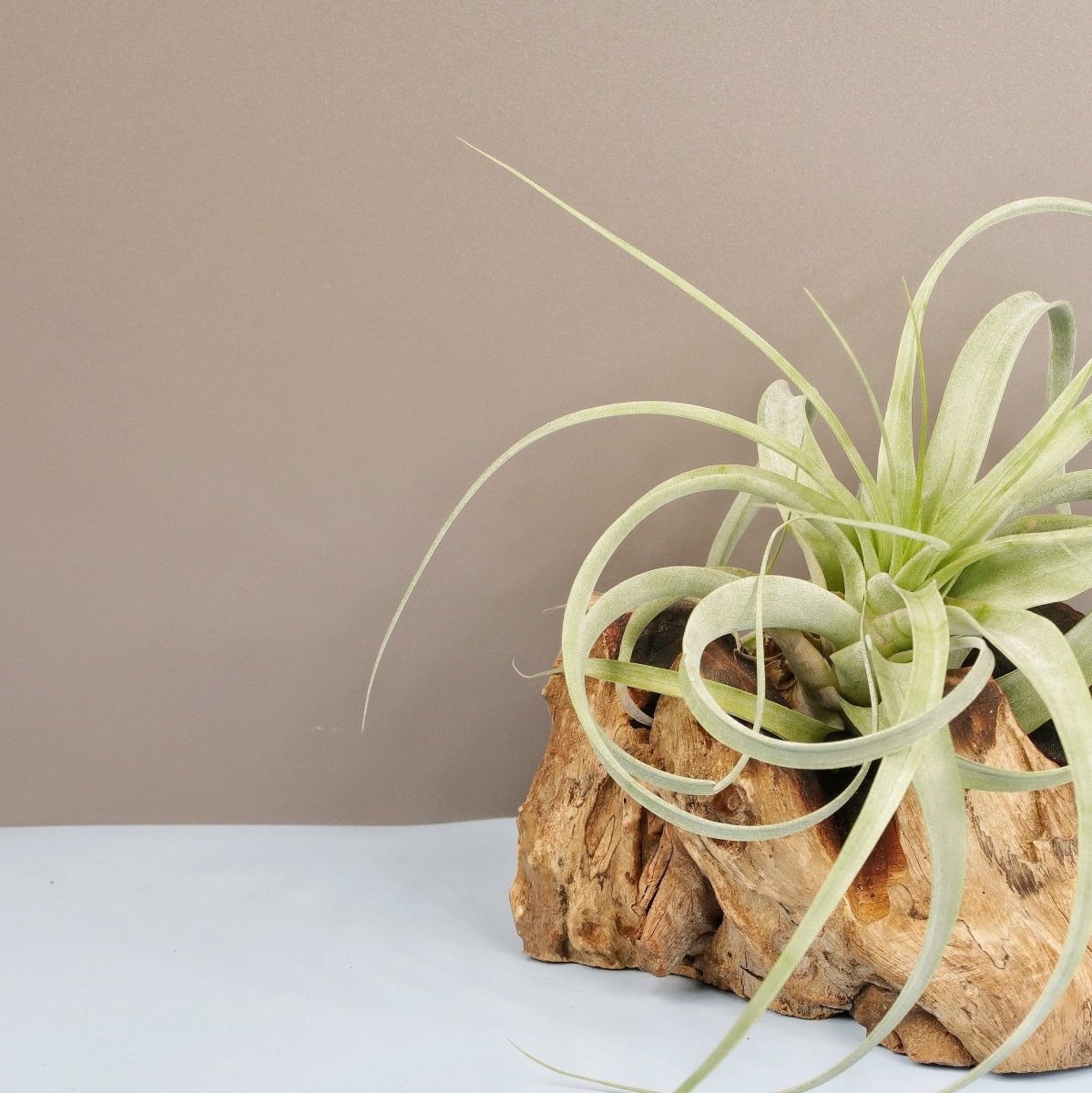 Tillandsia Firestorm, liegend oder hängend