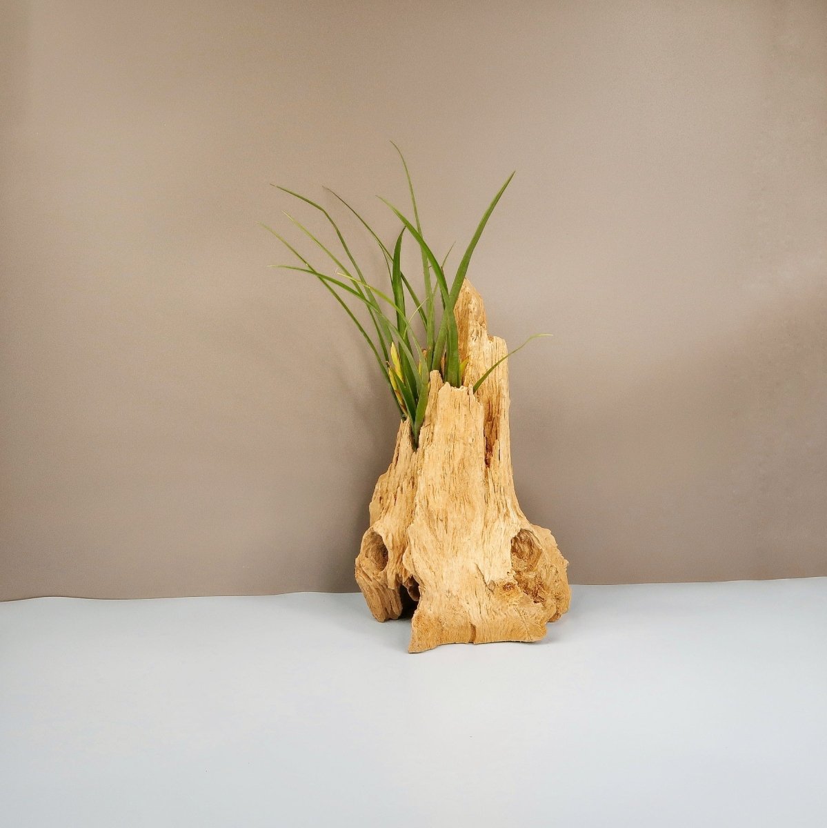 Tillandsia Flabellata Spirit – Luftpflanze mit rötlichen Blättern – potflourri