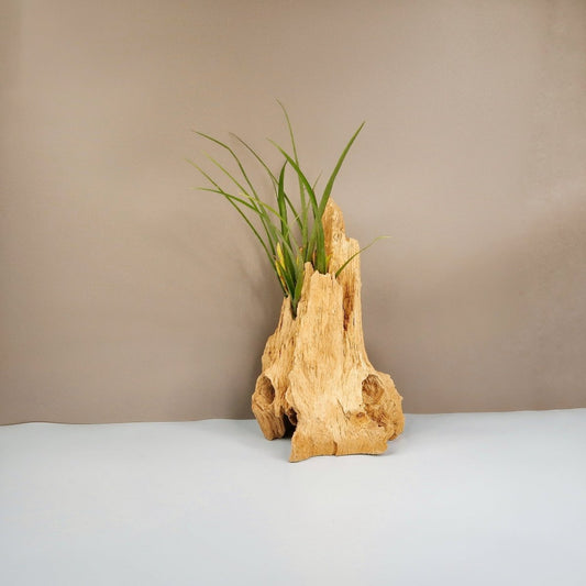 Tillandsia Flabellata Spirit – Luftpflanze mit rötlichen Blättern – potflourri