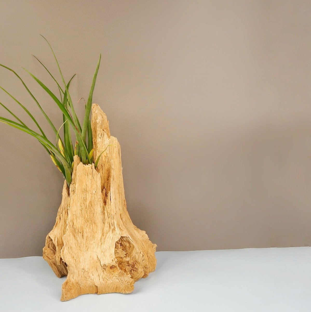 Tillandsia Flabellata Spirit – spitze Triebe