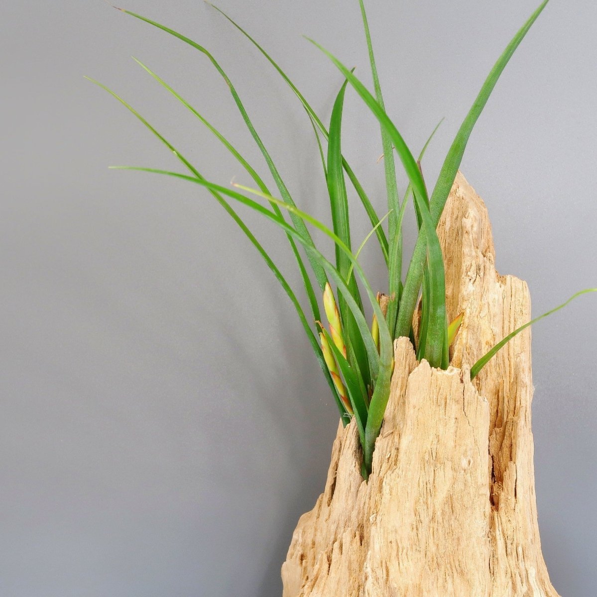 Tillandsia Flabellata Spirit mit leuchtend roter Blüte